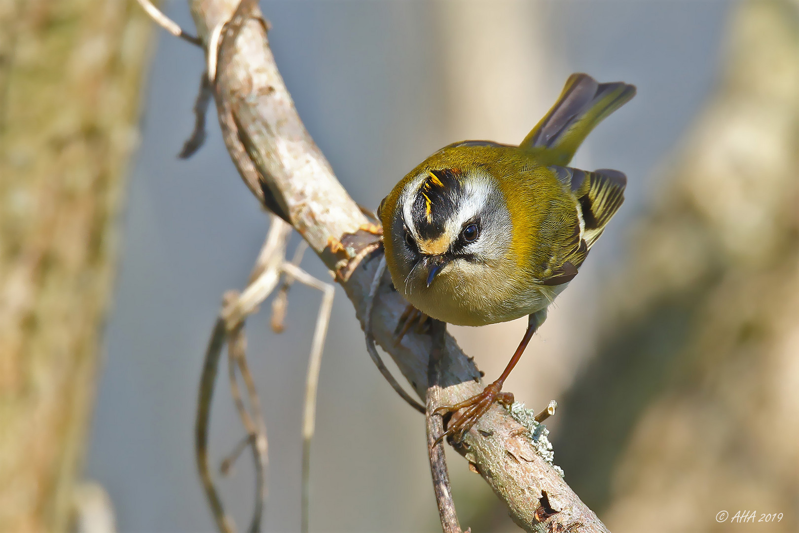 Sommergoldhähnchen (Regulus ignicapilla)..