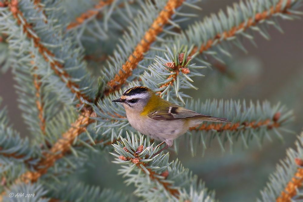 Sommergoldhähnchen (Regulus ignicapilla)