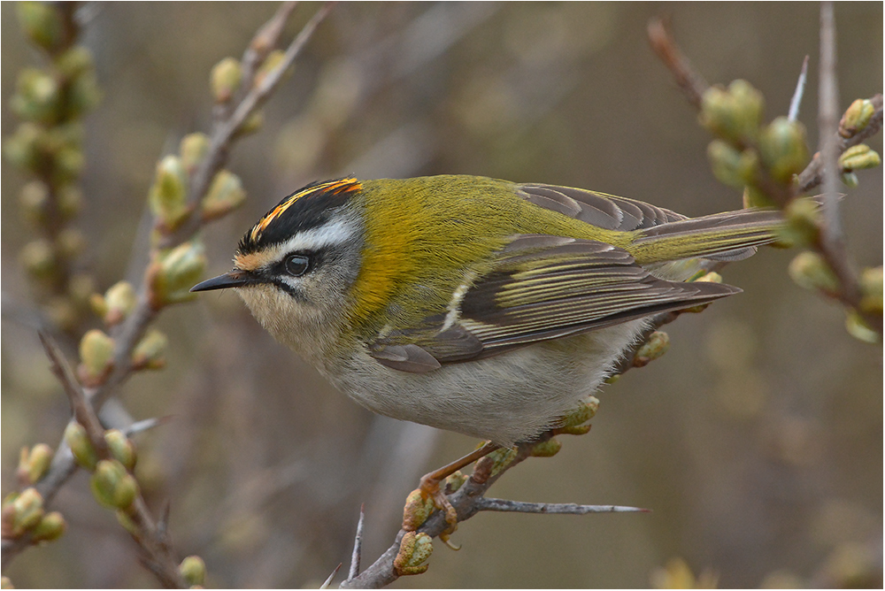 Sommergoldhähnchen  -  Regulus ignicapilla