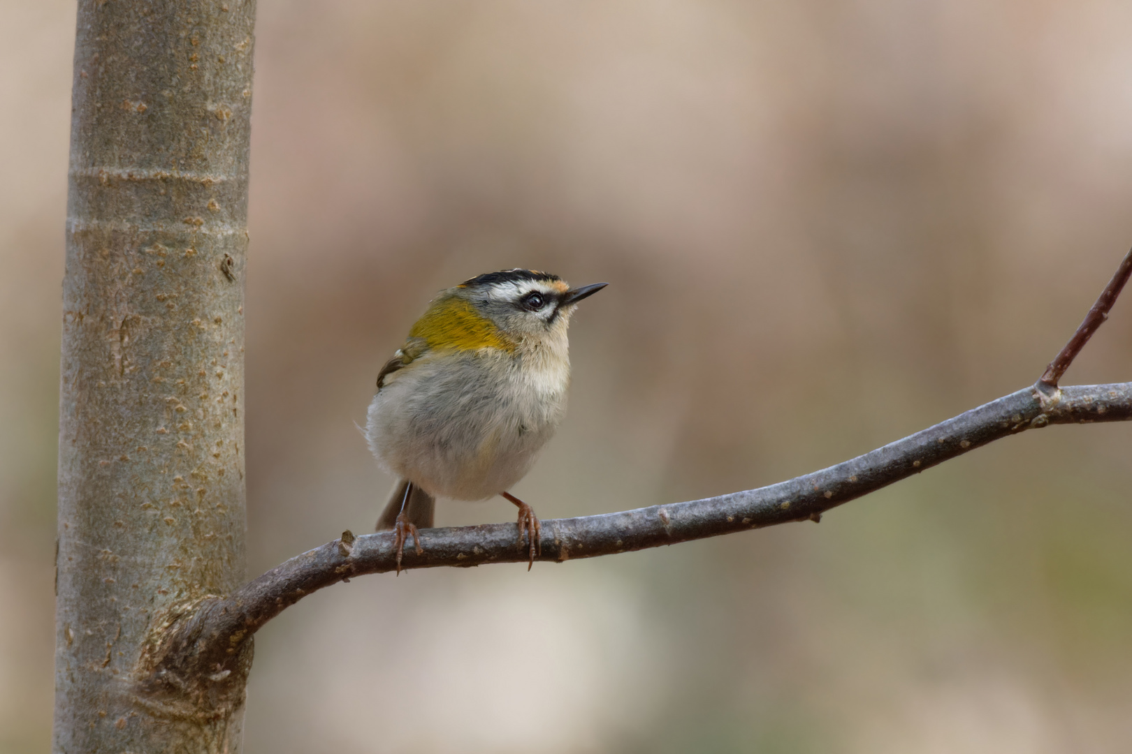  Sommergoldhähnchen - Regulus ignicapilla -