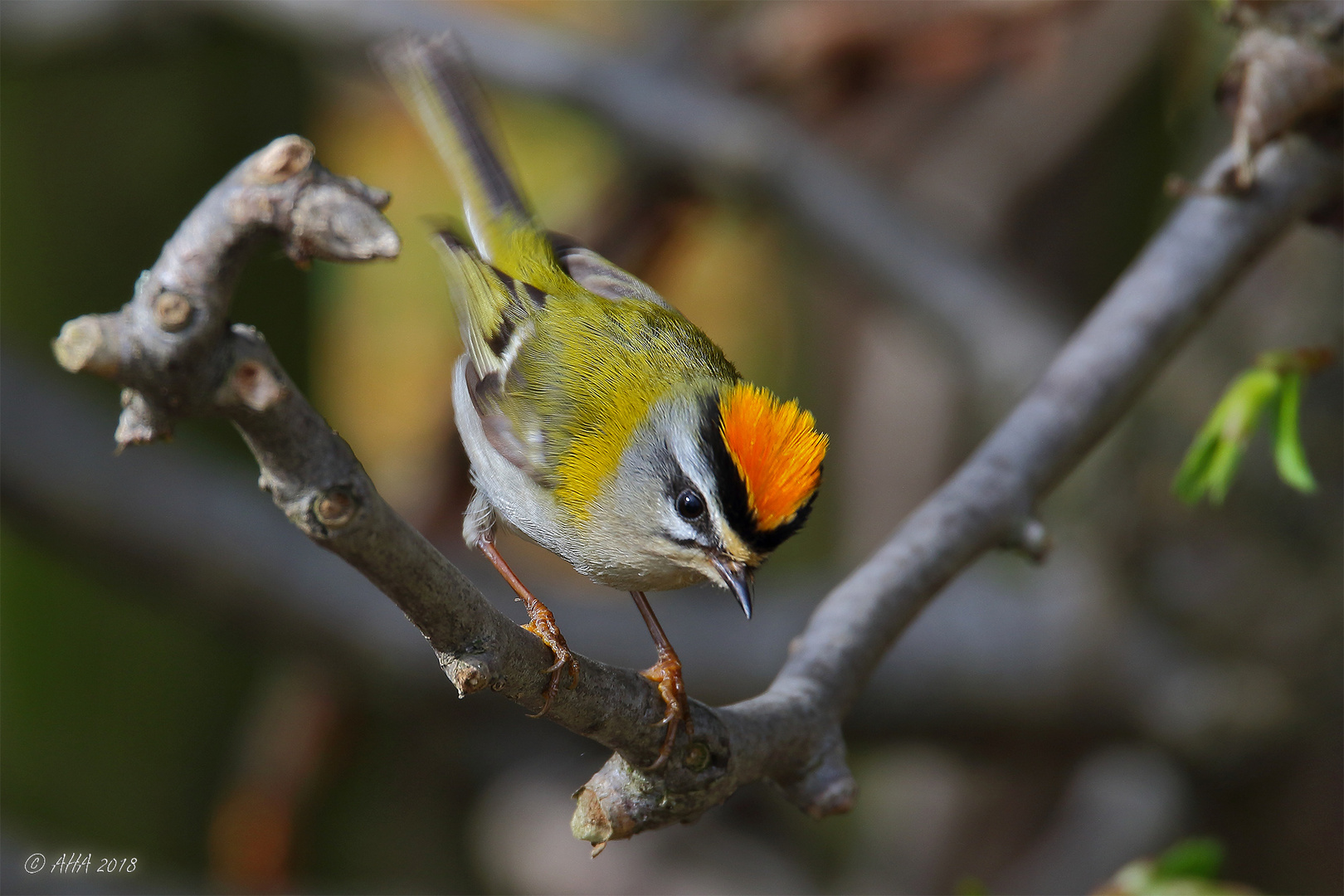 Sommergoldhähnchen (Regulus ignicapilla)