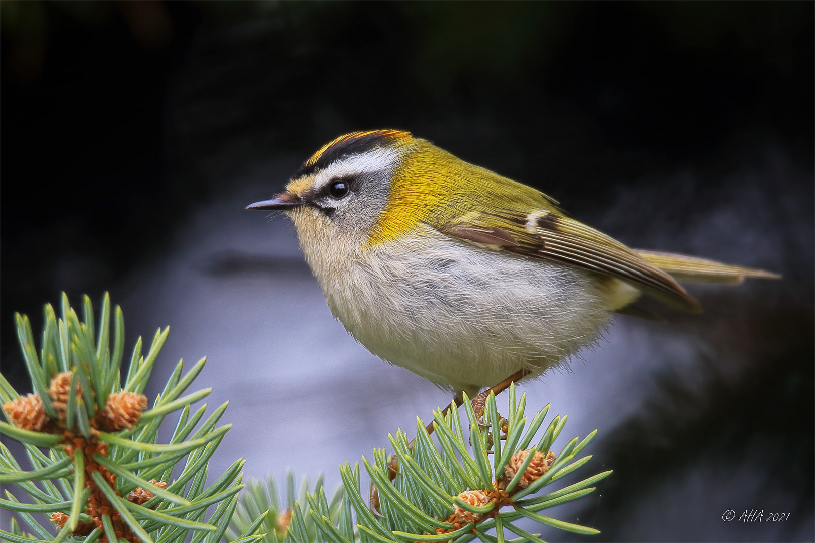 Sommergoldhähnchen (Regulus ignicapilla)