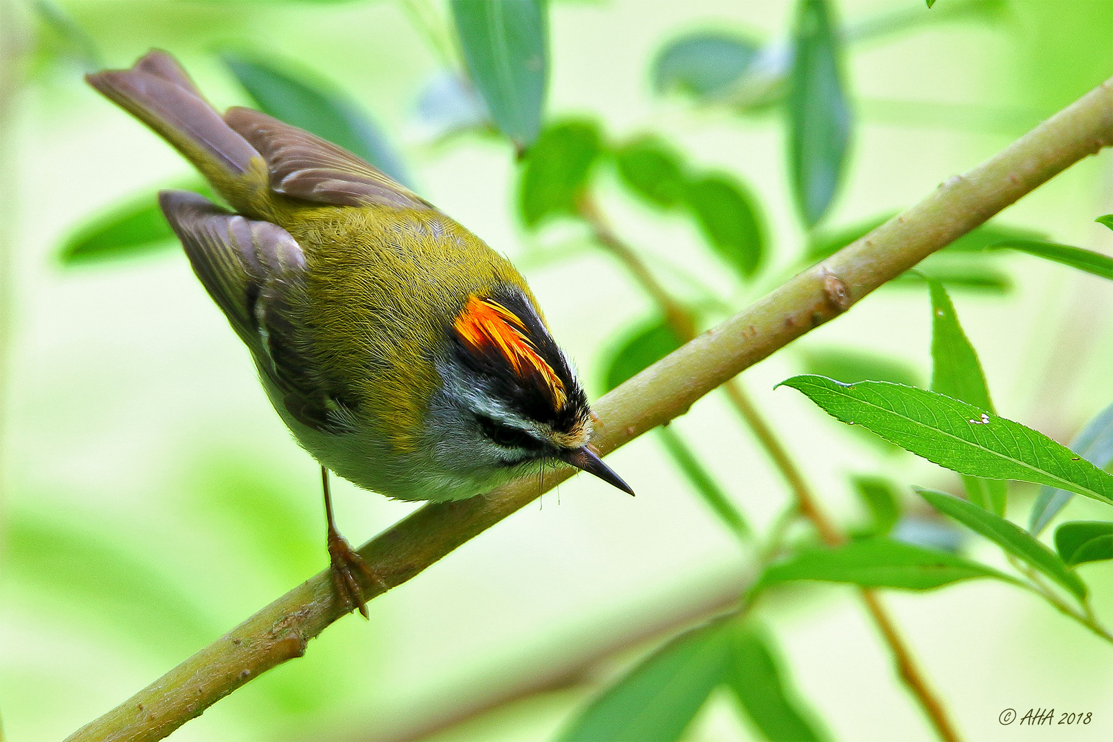 Sommergoldhähnchen (Regulus ignicapilla) 