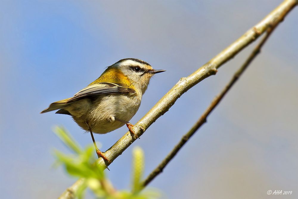 Sommergoldhähnchen (Regulus ignicapilla).....