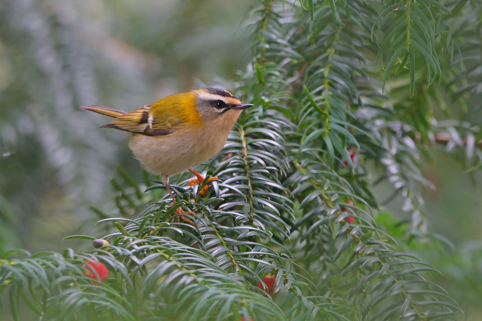 Sommergoldhähnchen - Regulus ignicapilla