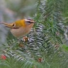 Sommergoldhähnchen - Regulus ignicapilla