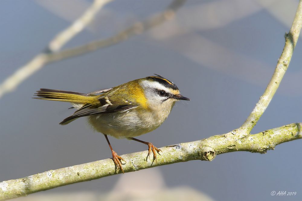 Sommergoldhähnchen (Regulus ignicapilla).