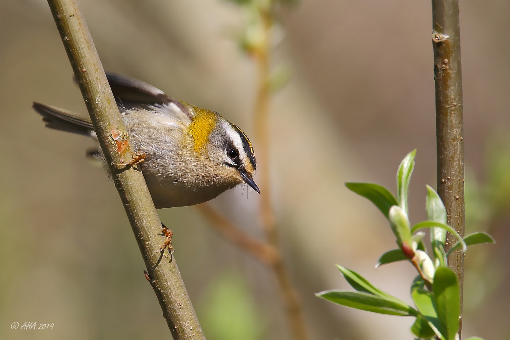 Sommergoldhähnchen (Regulus ignicapilla)....