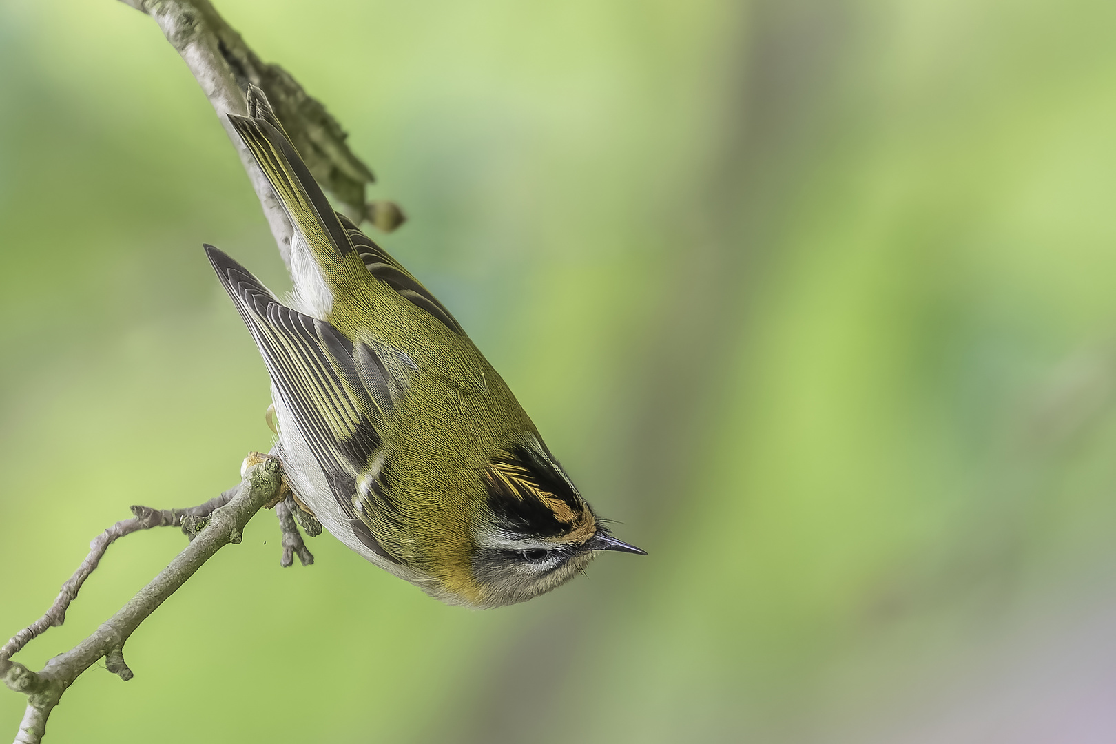 Sommergoldhähnchen (Regulus ignicapilla) v2