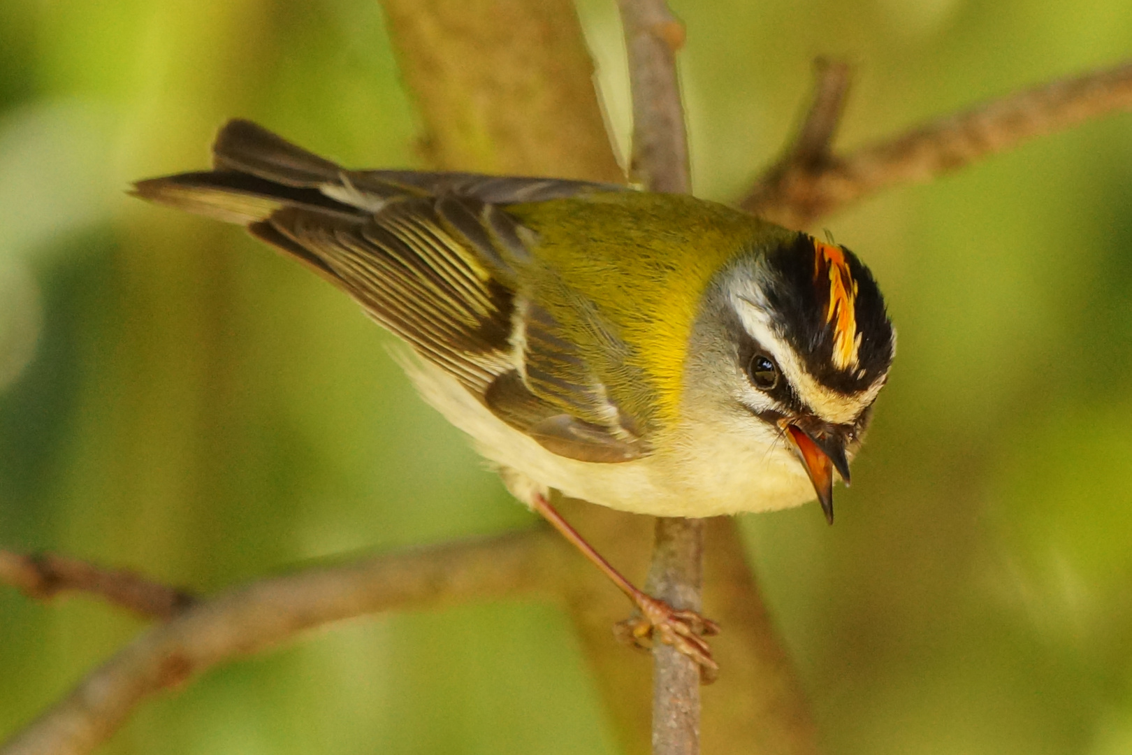 Sommergoldhähnchen, Regulus ignicapillus