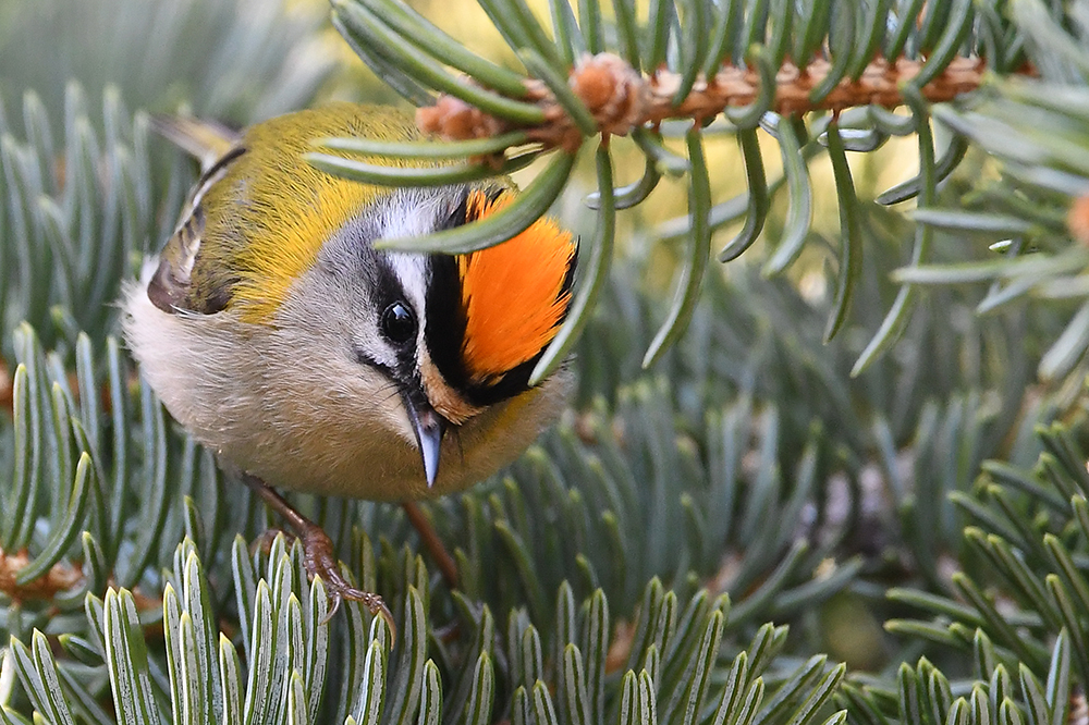 Sommergoldhähnchen (Regulus ignicapillus)