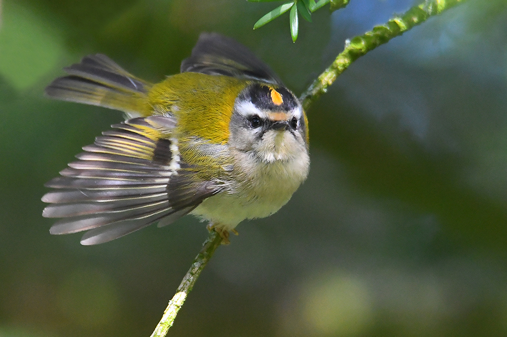 Sommergoldhähnchen -Regulus ignicapillus