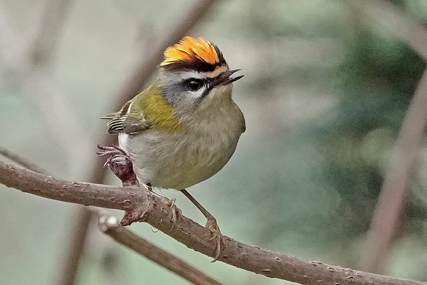 Sommergoldhähnchen singend