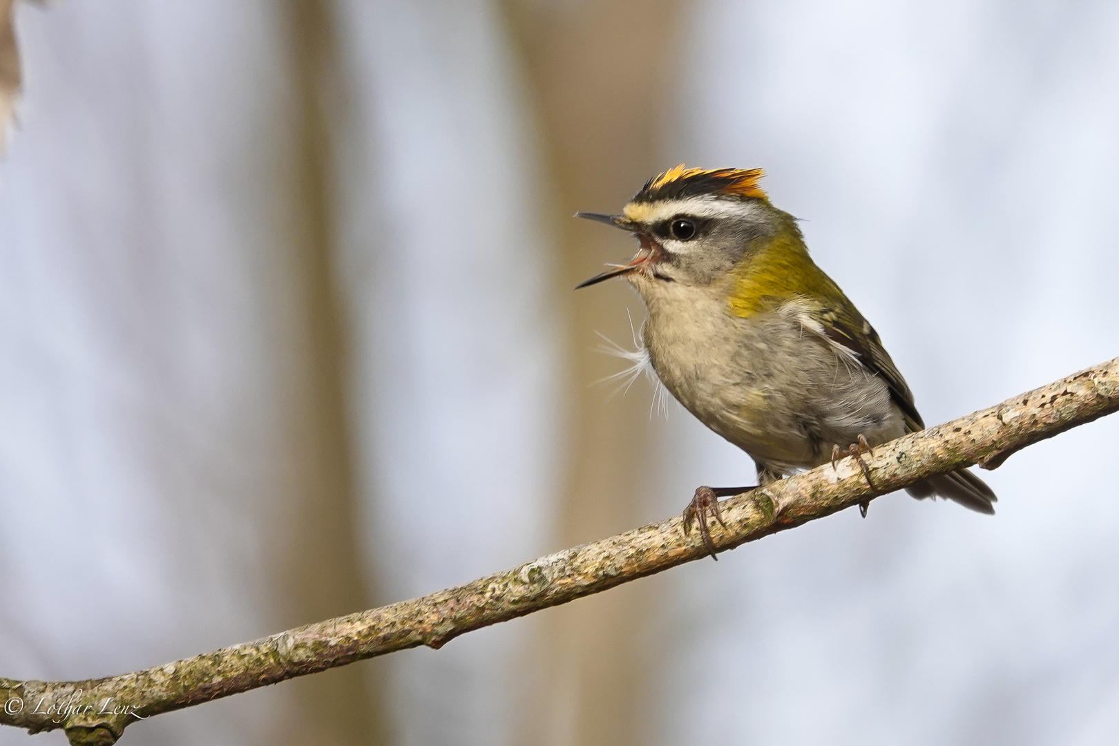 Sommergoldhähnchen singt