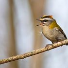 Sommergoldhähnchen singt