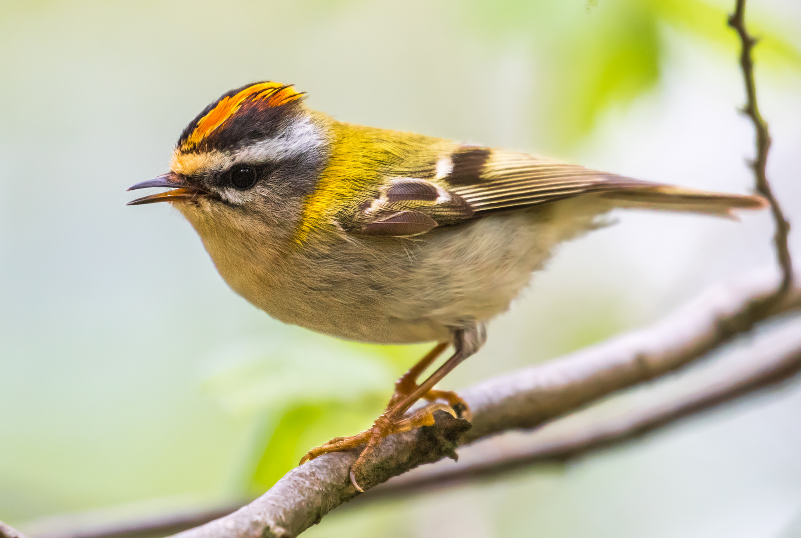 SOMMERGOLDHÄHNCHEN - wann kommt ihr wieder?