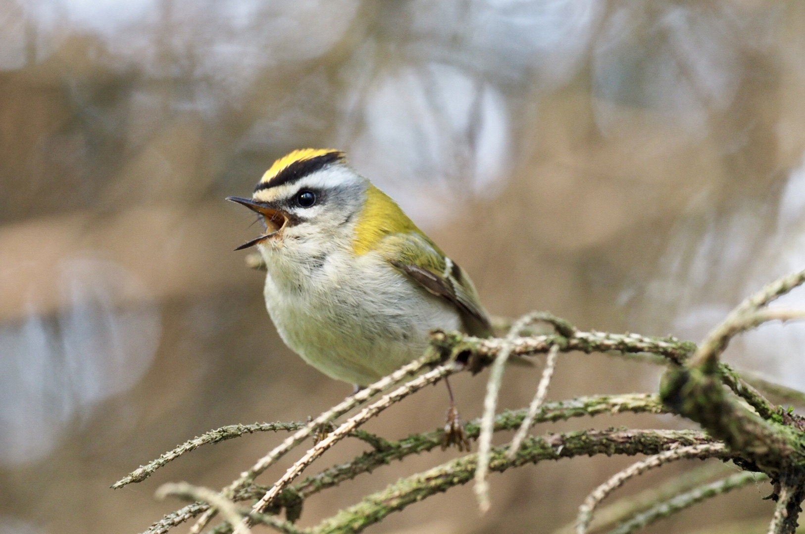 Sommergoldhähnchen (Weibchen)