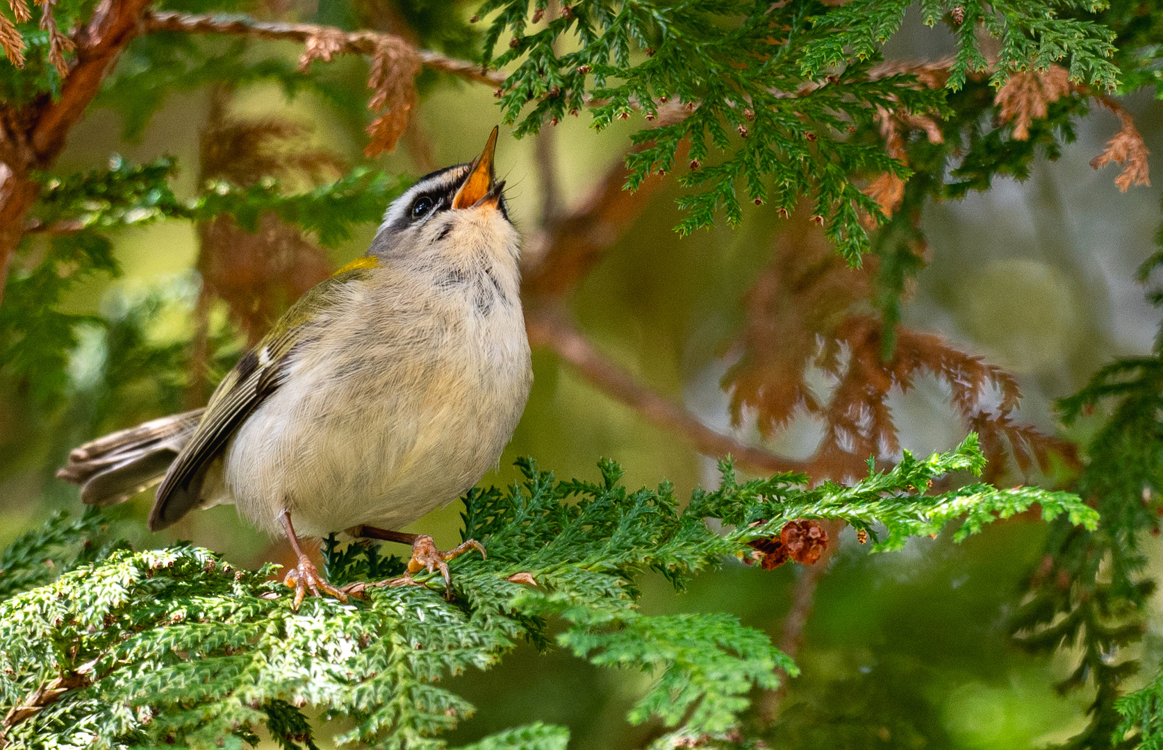 Sommergoldhähnchen_2