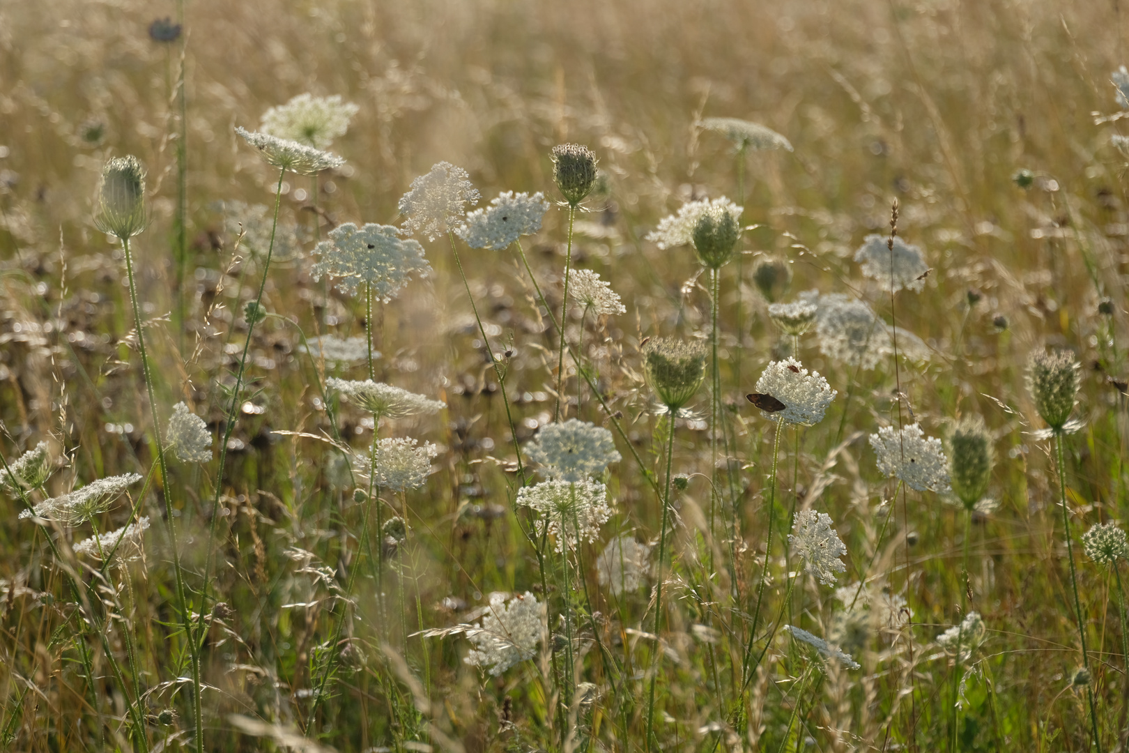 Sommergräser