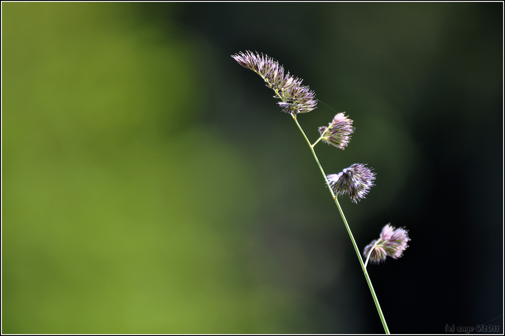 Sommergras