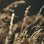 Sommergrass im Abendlicht