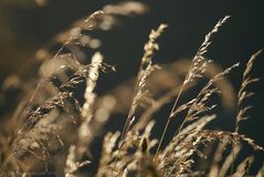 Sommergrass im Abendlicht