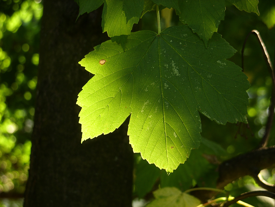 Sommergrün