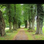 Sommergrüne Ivenacker Allee