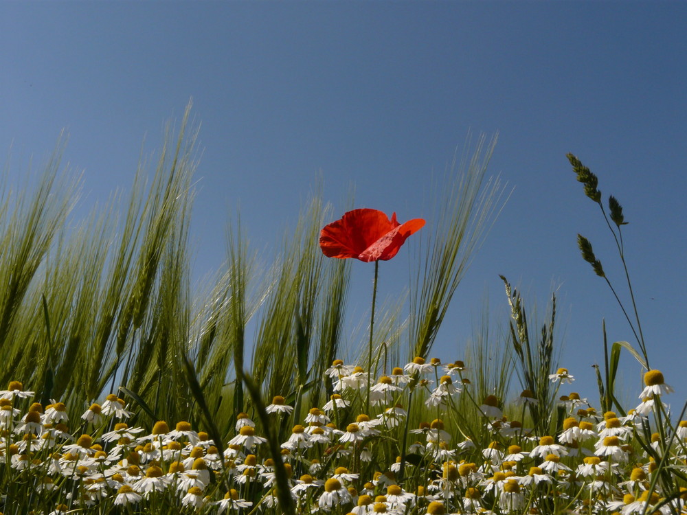 Sommergrüße