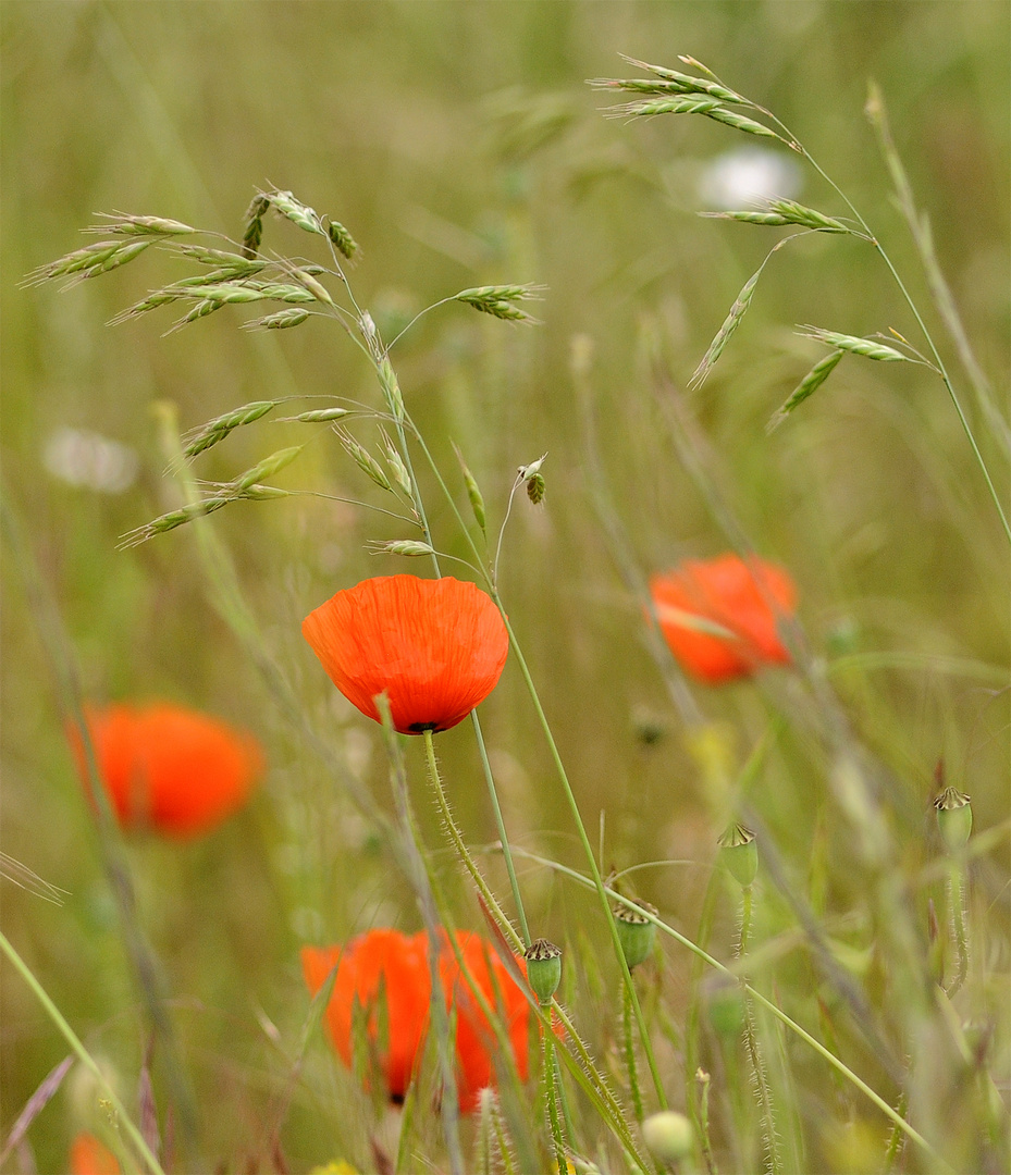 Sommergrüße