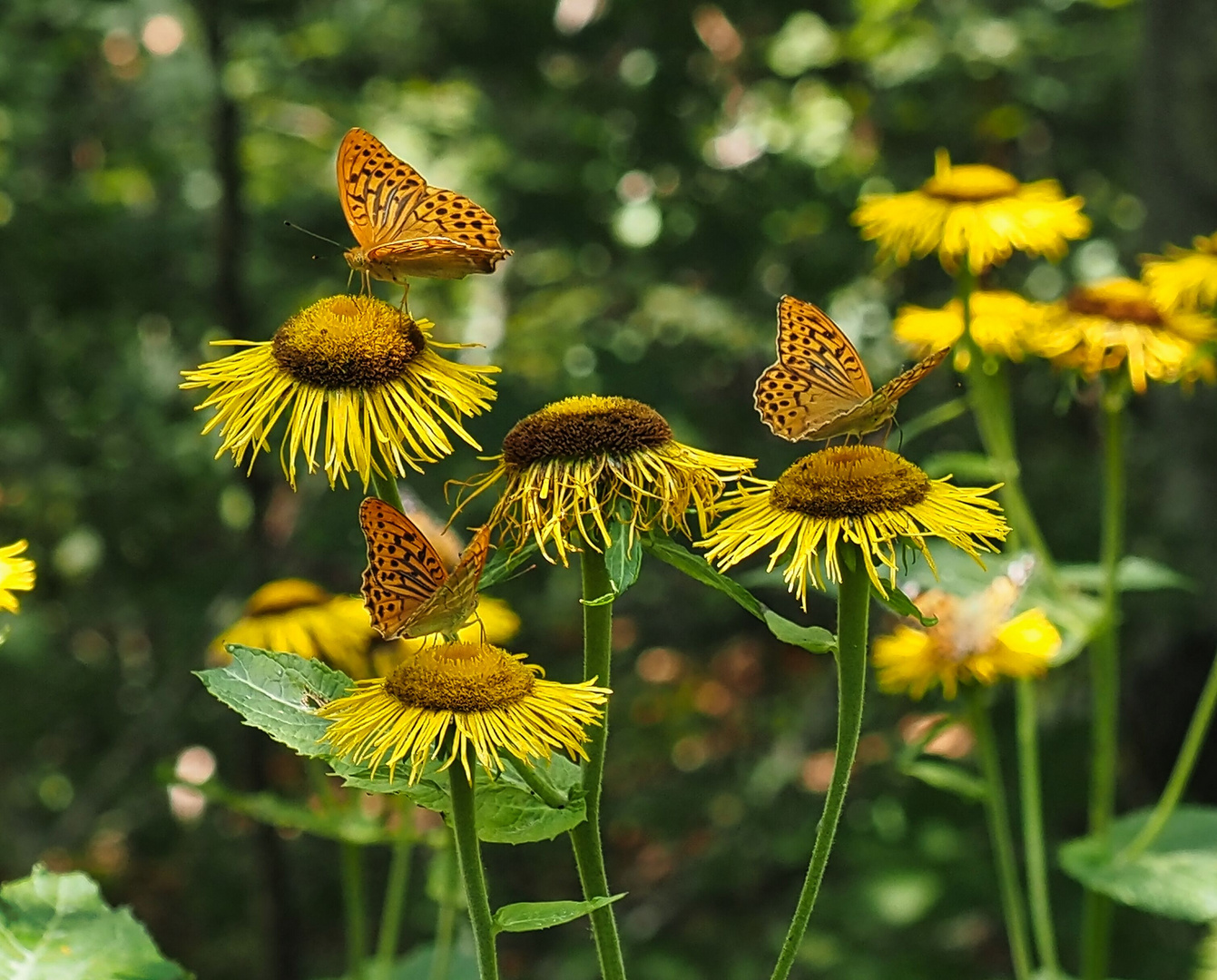 Sommergrüße