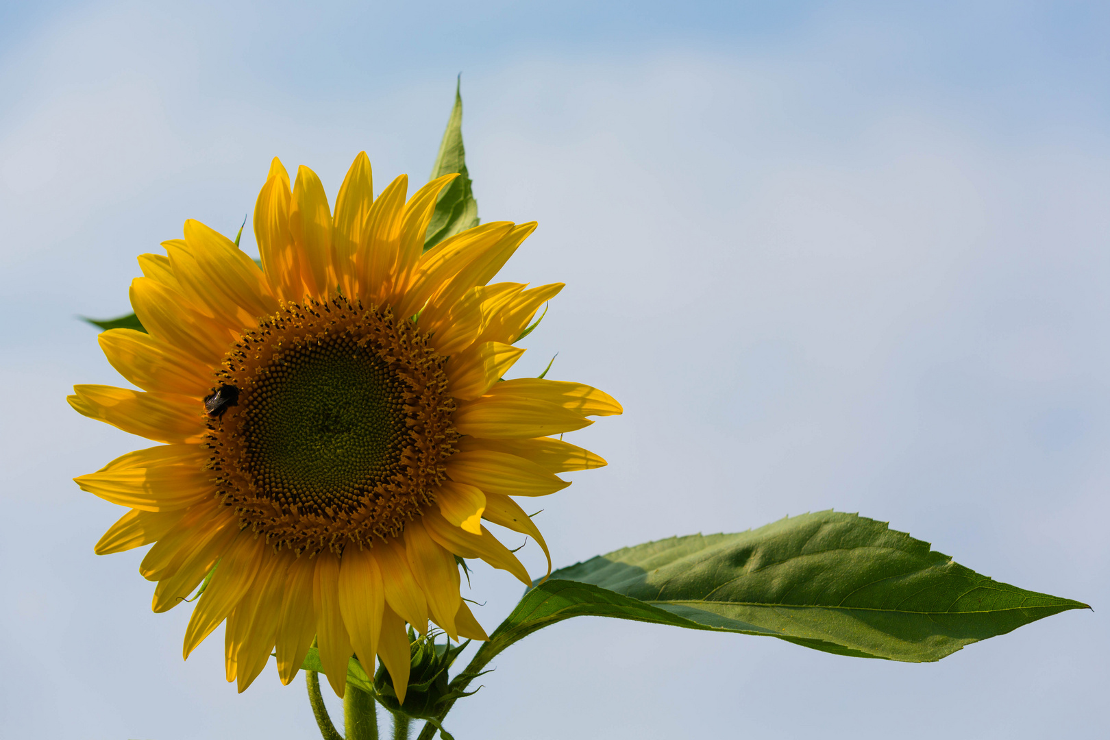 Sommergrüße