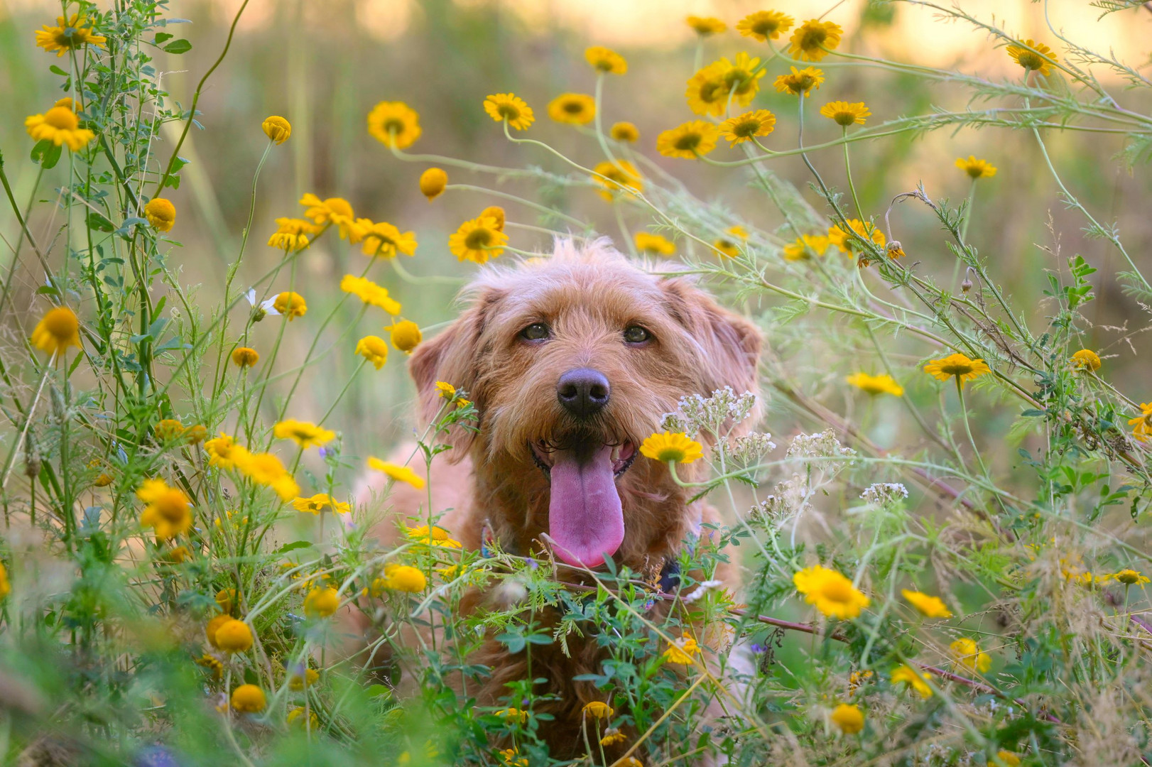 Sommergrüße Foto & Bild tiere, haustiere, hunde Bilder auf