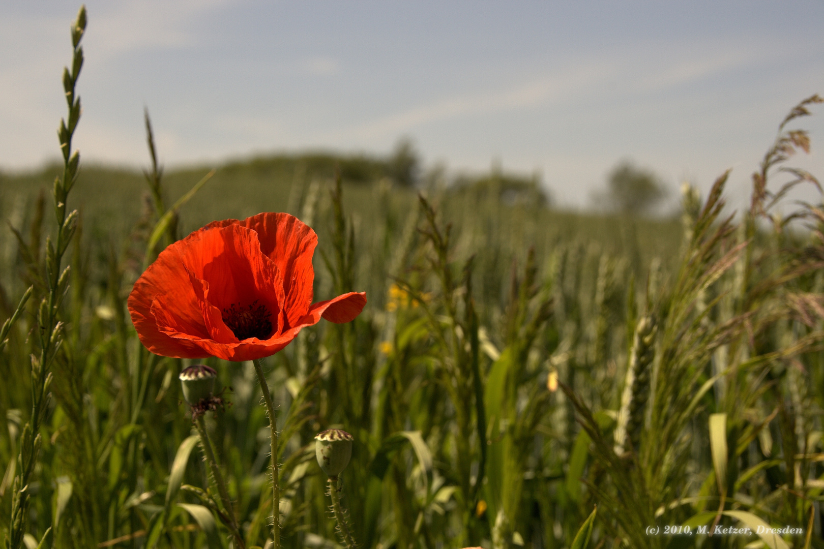 Sommergruß