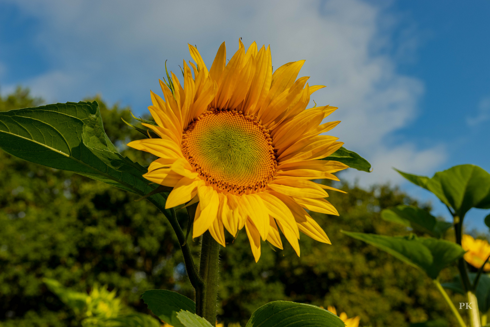 Sommergruß