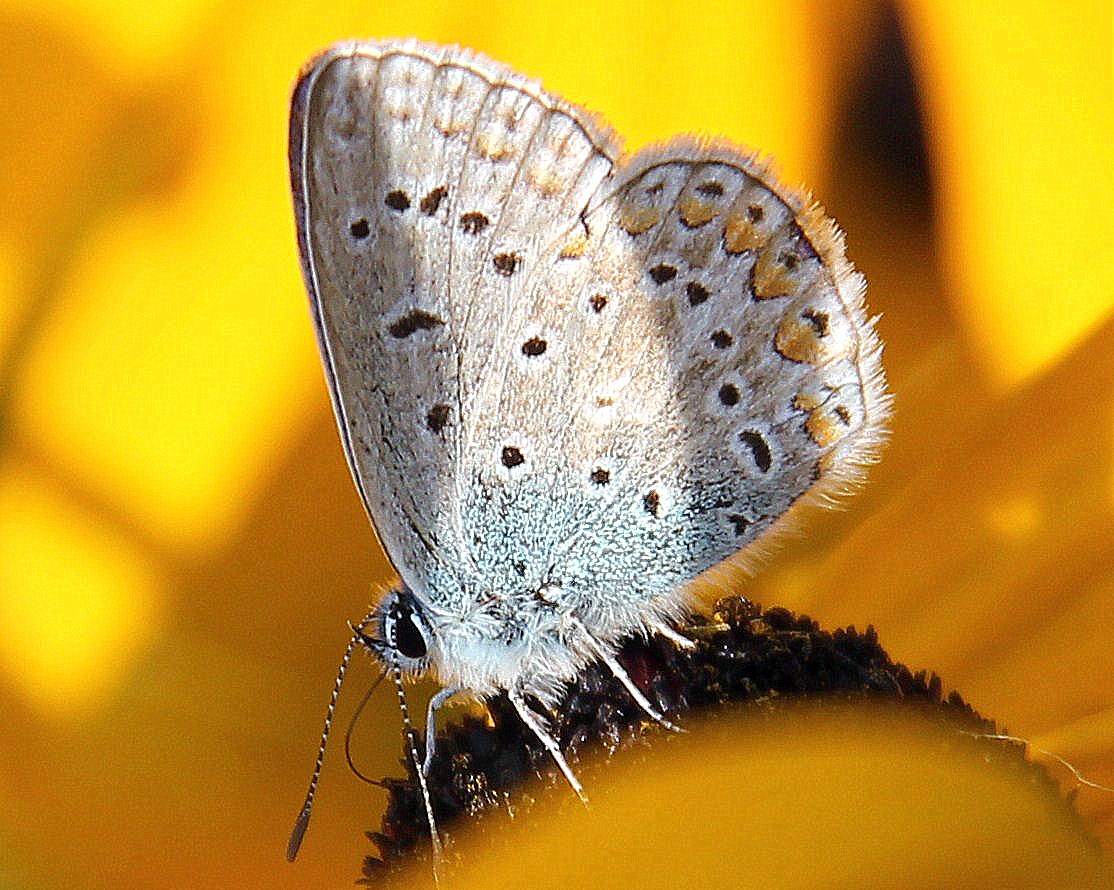 Sommergruß