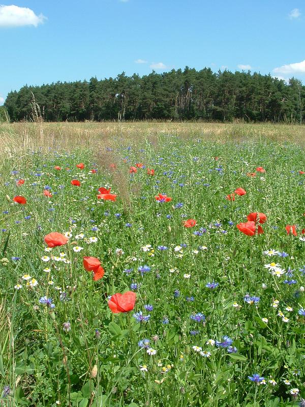 Sommergruß