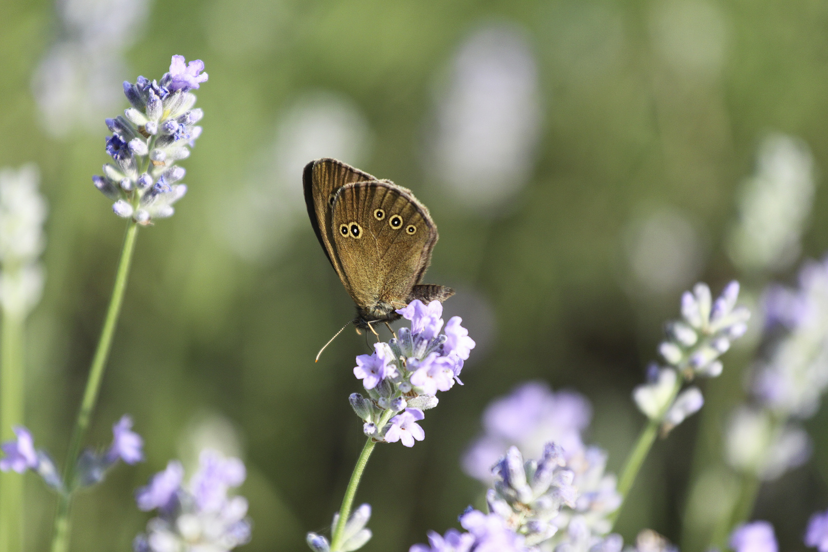 Sommergruss