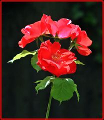 Sommergruß aus der Kölner Flora