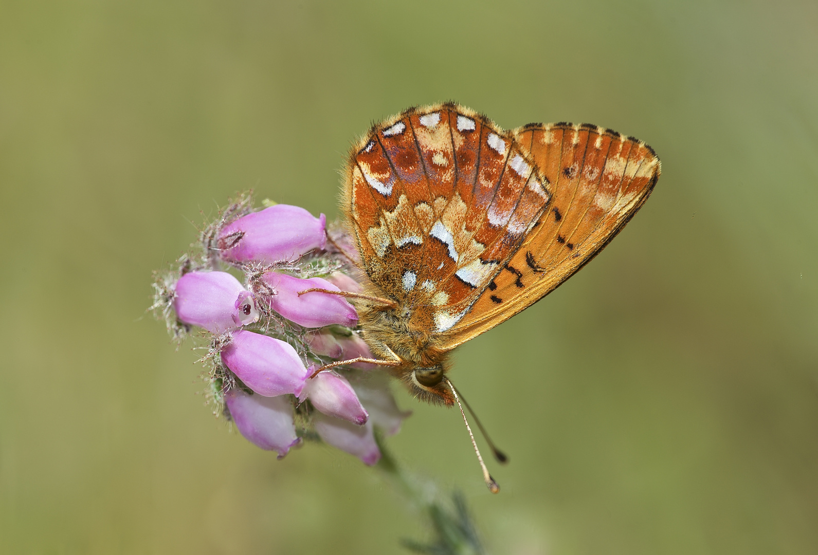 Sommergruß aus einem norddeutschen Moor