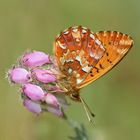 Sommergruß aus einem norddeutschen Moor