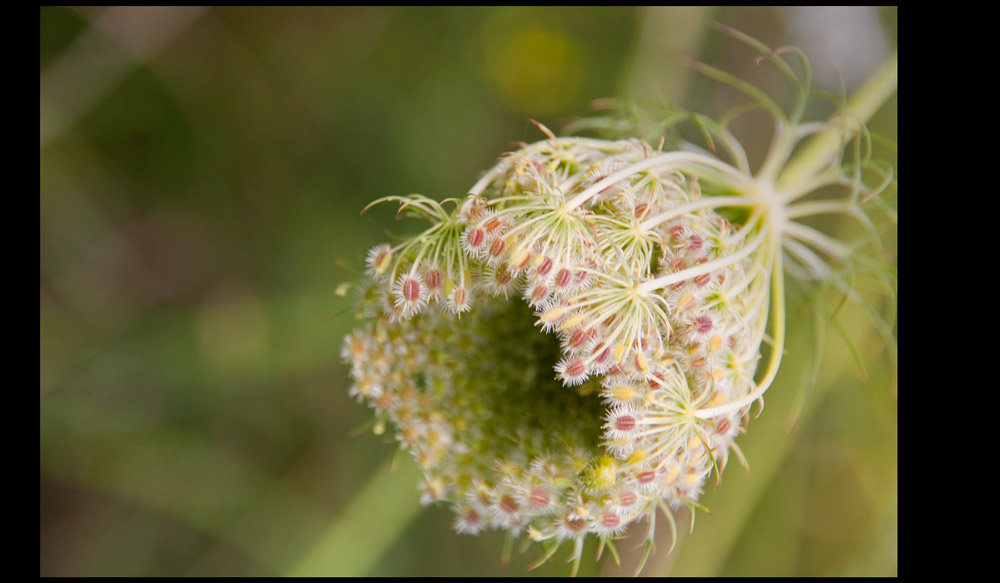 Sommergruss