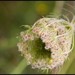 Sommergruss