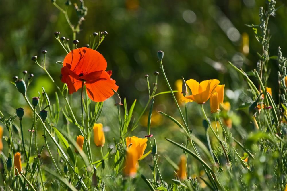 Sommergruß