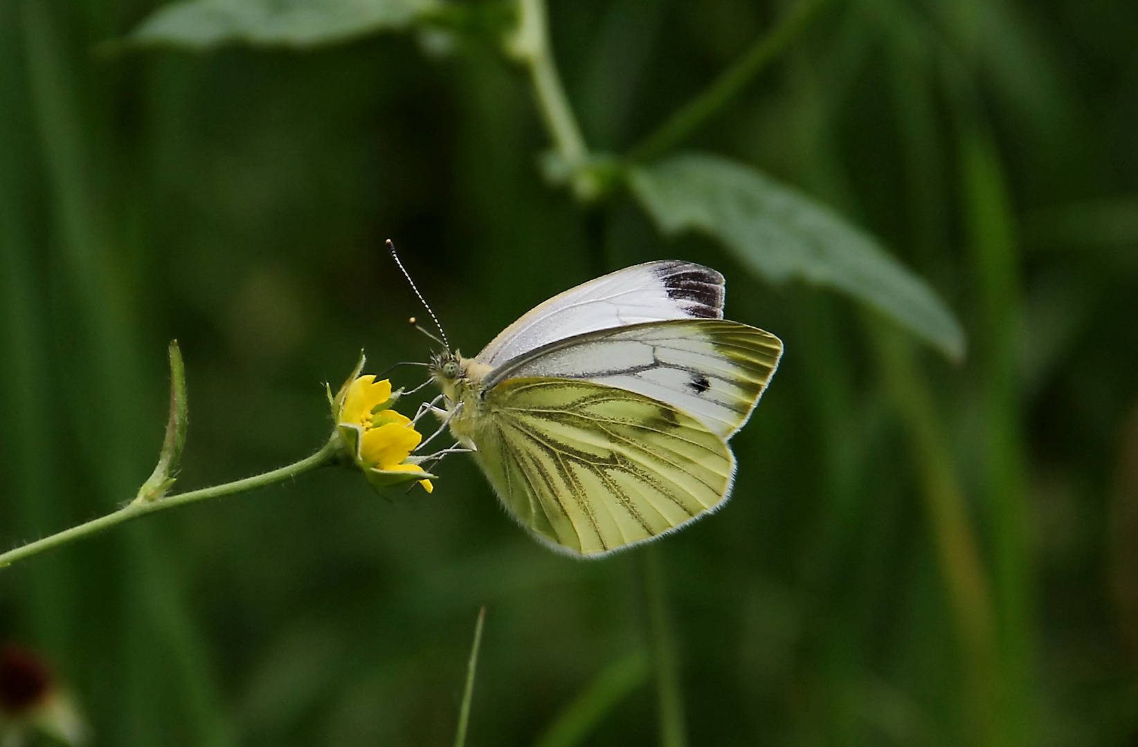 Sommergruß