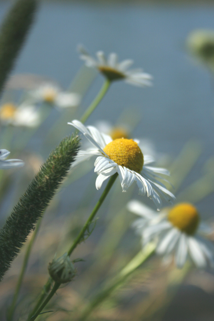 Sommergruß