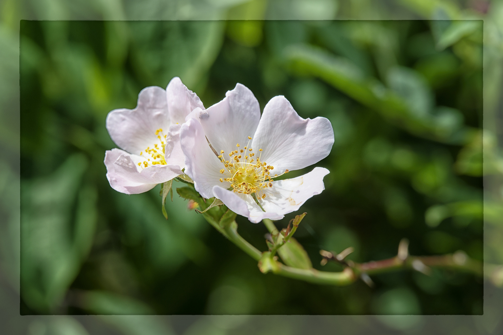 Sommergruß - weiße Wildrose