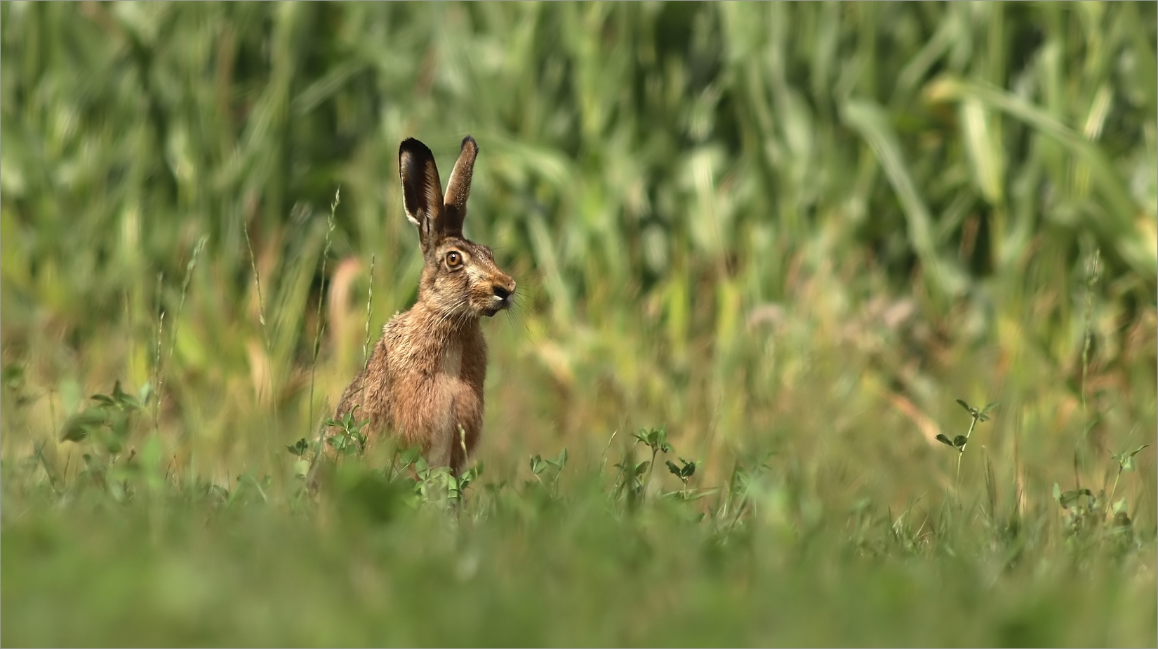 (Sommer)Hase