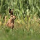 (Sommer)Hase