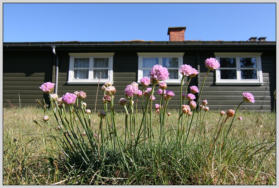 Sommerhaus mit Engelsk Græs